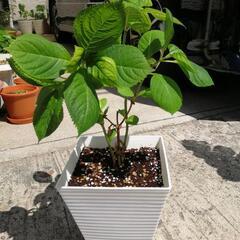 アジサイの蕾なし