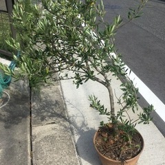 （お譲り先決定）オリーブの木　二株の画像