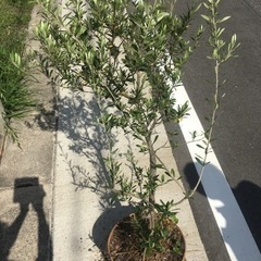 （お譲り先決定）オリーブの木　二株