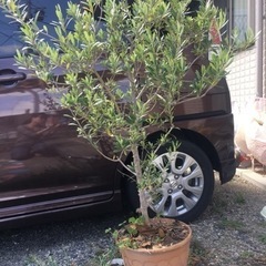 （お譲り先決定）オリーブの木　二株の画像