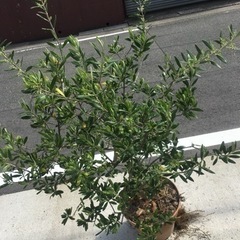 （お譲り先決定）オリーブの木　二株の画像