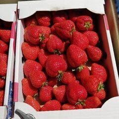 岡垣町あまおう生産者直売！知る人ぞ知る穴場？！