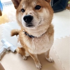 柴犬5歳。