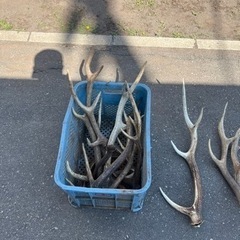 鹿の角 値下げの画像
