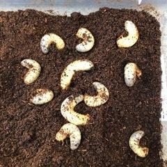 カブトムシの幼虫　さなぎ　