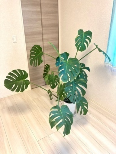 モンステラ　高さ130センチ