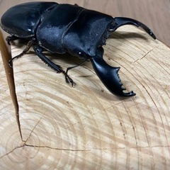 スマトラヒラタクワガタ　♂78mm