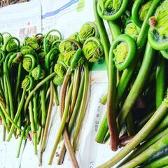 干しゼンマイ作り体験　他ではなかなか体験できない　５月３日開催　（常総市）の画像