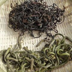 干しゼンマイ作り体験　他ではなかなか体験できない　５月３日開催　（常総市）の画像