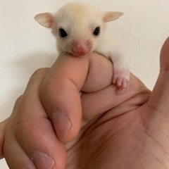 フクロモモンガ　リューシ　男の子　2204