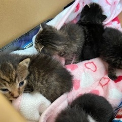 子猫ちゃんの里親募集します