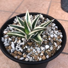 アガベ　氷山　中株　F98 アガベ氷山