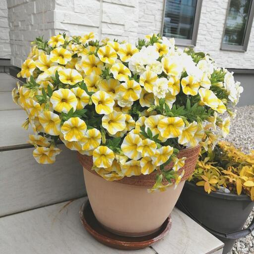 （取引完了）激安❗　カリブラコア　2品種寄植え　花鉢　植物