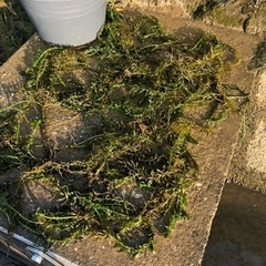 水草アナカリス　金魚、めだか、水槽に最適！[受付中]の画像