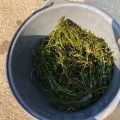 水草アナカリス　金魚、めだか、水槽に最適！[受付中]の画像