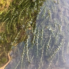 水草アナカリス　金魚、めだか、水槽に最適！[受付中]