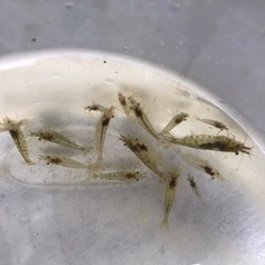 ヌマエビ　30匹の画像