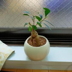 小型の観葉植物　４点　の画像