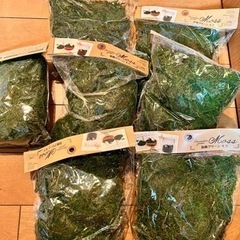 装飾用グリーンモス　苔　大量