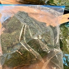 装飾用グリーンモス　苔　大量の画像