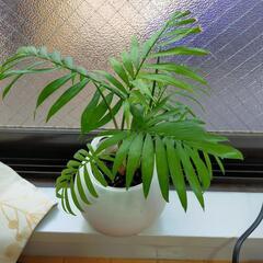 小型の観葉植物　４点　の画像