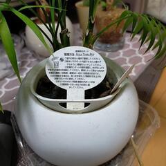 小型の観葉植物　４点　の画像