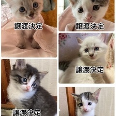 生後3週間の5匹のオスにゃんこ達です
