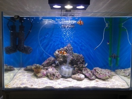 海水魚_生体・ライブロック_飼育機材_飼料等一式