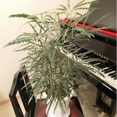 観葉植物　アラレア　80cm　7号鉢と受け皿付き