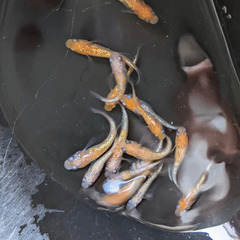 🐦今流行のラメ系統や鰭長のメダカ🤩🎶