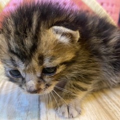 子猫フード、ミルク