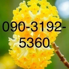 ミツマタ花芽あり　黄色花　の画像