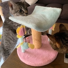 子猫おもちゃ