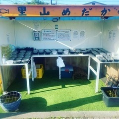 里山めだか無人販売所　改良メダカ•タマミジンコ　5/1出店