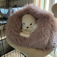 猫ベッド