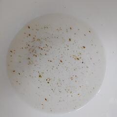 メダカの餌にオオミジンコをどうぞ！の画像