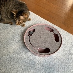 猫のおもちゃ