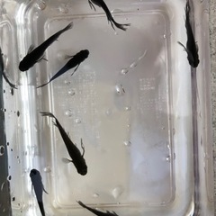 5月5、8日GW限定メダカ販売します（オロチヒレナガ）の画像