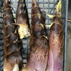 たけのこと季節のお野菜セットコシヒカリ付