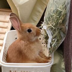 うさぎ(ネザーランドドワーフ)