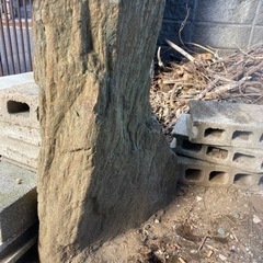 庭石差し上げます！の画像