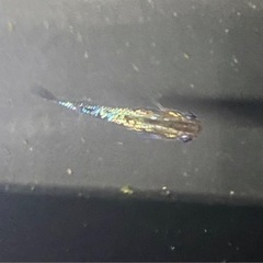 メダカ　5月1日　GW中は出来る限り対面販売も致します。の画像