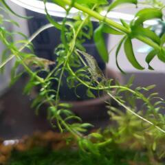 ミナミヌマエビ🦐10匹　の画像