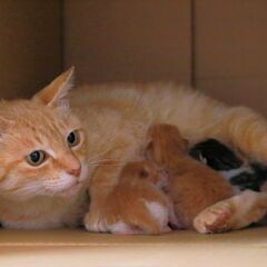 現在、親子全員を飼って下さる里親様が見つかり交渉中です、親子で暮らせたら最高に幸せだと思いますので、子猫だけの譲渡希望の方は譲渡中止となってしまいます、お手数をおかけし、大変ご迷惑をおかけしました − 福島県