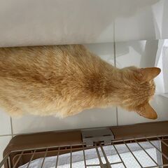 現在、親子全員を飼って下さる里親様が見つかり交渉中です、親子で暮らせたら最高に幸せだと思いますので、子猫だけの譲渡希望の方は譲渡中止となってしまいます、お手数をおかけし、大変ご迷惑をおかけしました - 里親募集