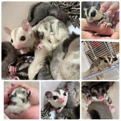 【ペットショップ】小動物大量入荷しました！