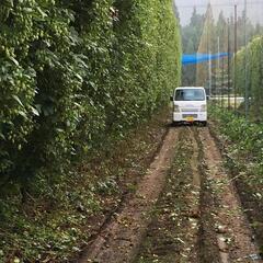 ビールの素、ホップ収穫作業のアルバイトの画像