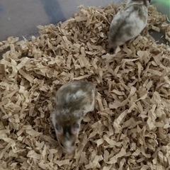 里親様決まりました！