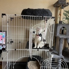 猫ゲージ2段　解体するのが面倒なのでこの状態で。