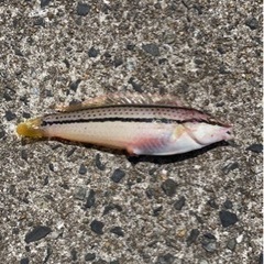 軽作業員さん募集中！日払いOK!の画像